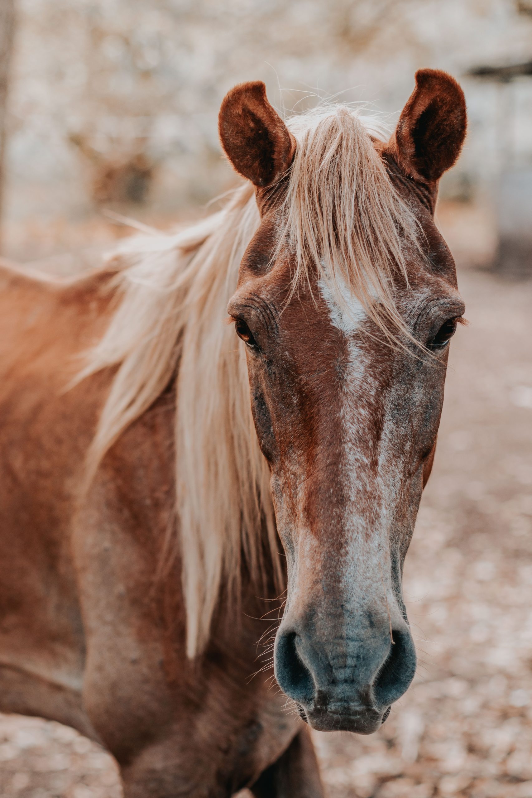 So this horse walks into the bar....